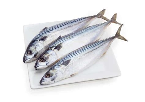 Atlantic Mackerel Update - CTLE Seafood, Inc.