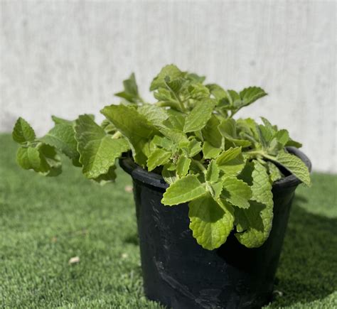 Cuban oregano herb - Plantation Patio Landscaping L.L.C