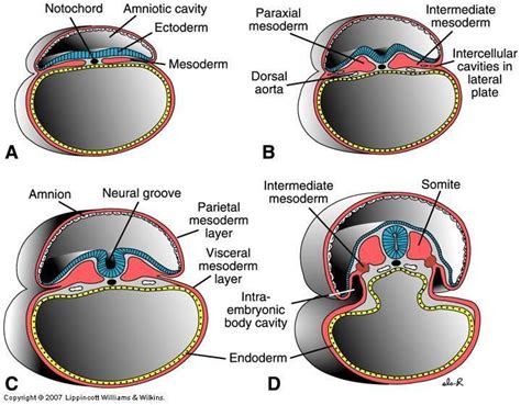 Formation of Intra-embryonic Cavity from Intra-embryonic Coelom of ... | Medical school stuff ...