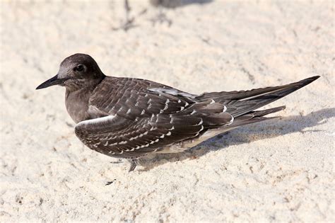 Avithera: Sooty Tern and Brown Booby breeding event