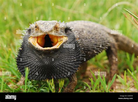 Australian Eastern Bearded Dragon. Pogona barbata Stock Photo - Alamy