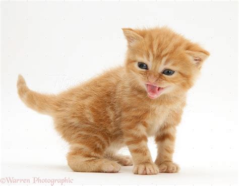 British shorthair red tabby kitten miaowing photo WP33046