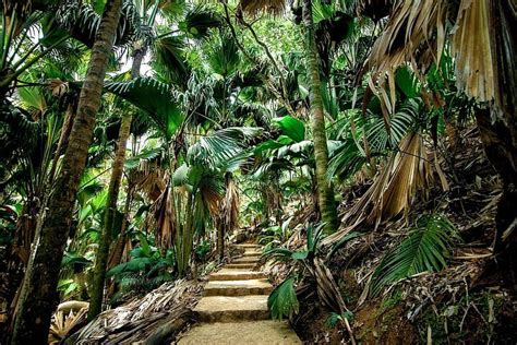 Tripadvisor | Enchanted Walk in the Vallee de Mai (fra Praslin) leveret af Creole Travel ...