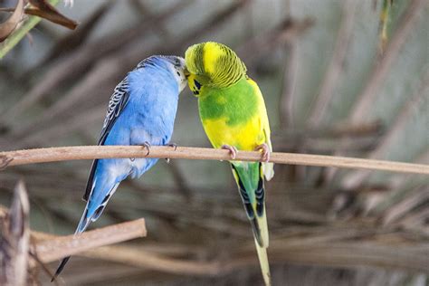 Budgie Genetics: Information about budgie genetics