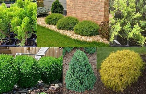 How Do Maintain Evergreen Plants To Stay Evergreen? | Thefindstory.com