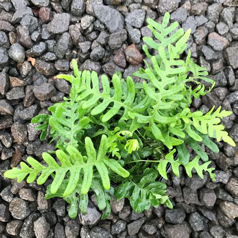 Polypodium vulgare - Common Polypody (3.5" Pot) | Little Prince To Go