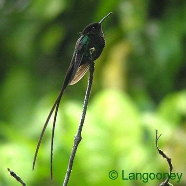 The Black-billed Streamertail Hummingbird (Trochilus scitulus) is endemic to eastern Jamaica ...