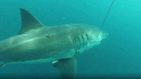 Enormous great white shark grabs spotlight in Western Australia | Marine Life | Big great white ...