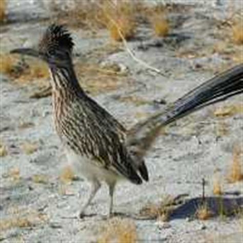 Birds of the Deserts