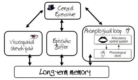 Working Memory Model - AS Psychology