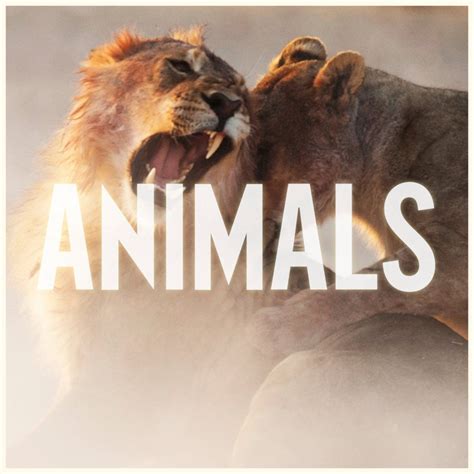 Maroon 5 – Animals Lyrics | Genius Lyrics