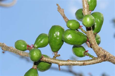 How to Grow Your Own Cashew Tree | Happy DIY Home