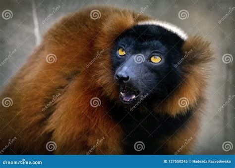 Red ruffed lemur stock image. Image of endangered, mammal - 127550245