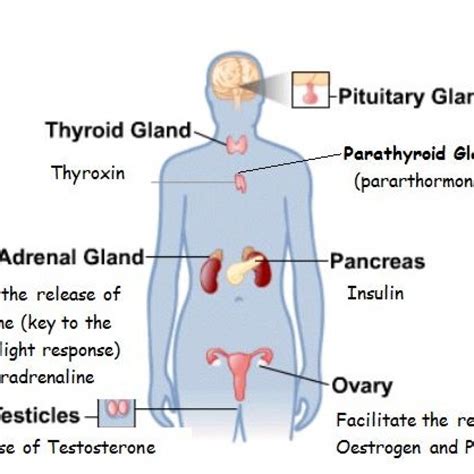 Controls The Activity Of Other Endocrine Glands at David Pelletier blog