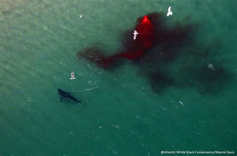 Aerial photos capture the aftermath of a great white shark's seal hunt ...