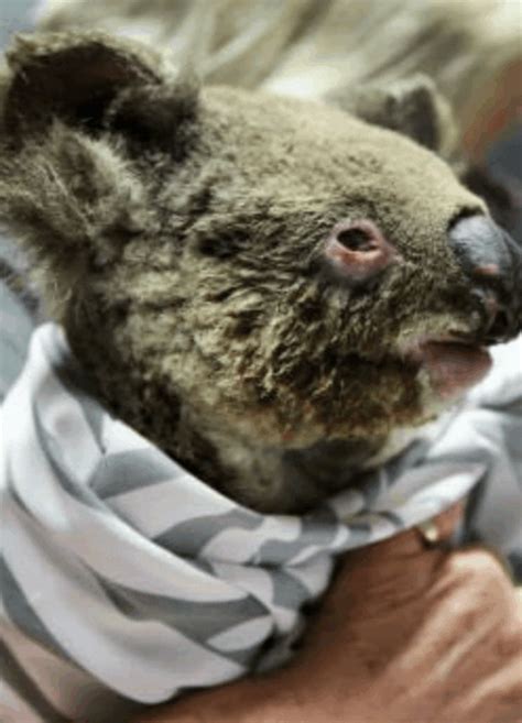 SAVE THE KOALAS — Well/Beings