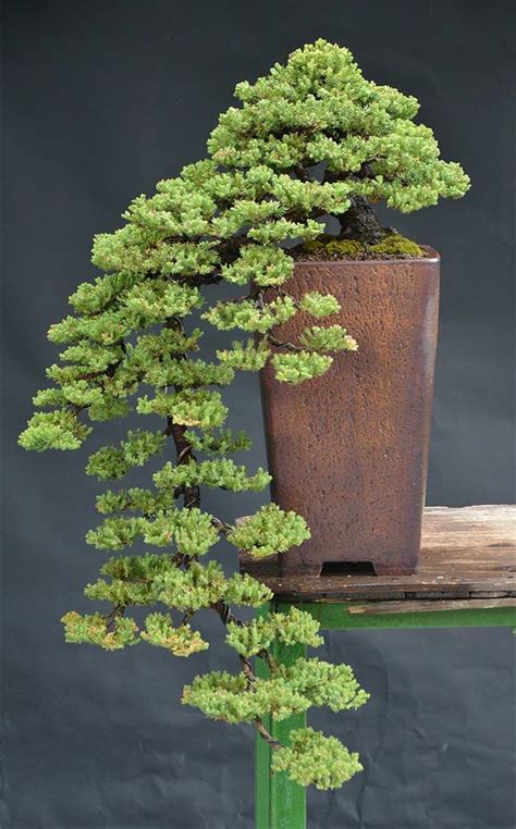 BabaMail -22 Beautiful Bonsai Trees that Redefine the Name