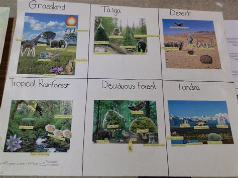 Mrs. Slavinski : Biome Poster Examples