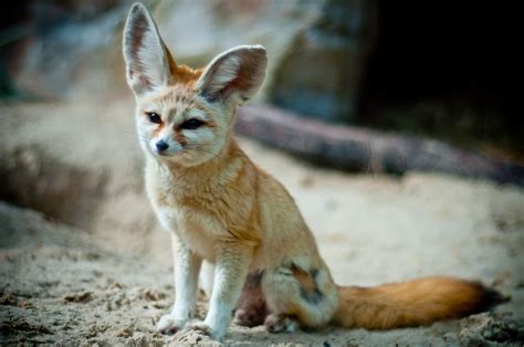 Vulpes. The Evolution of Foxes: Vulpes zerda the Fennec Fox