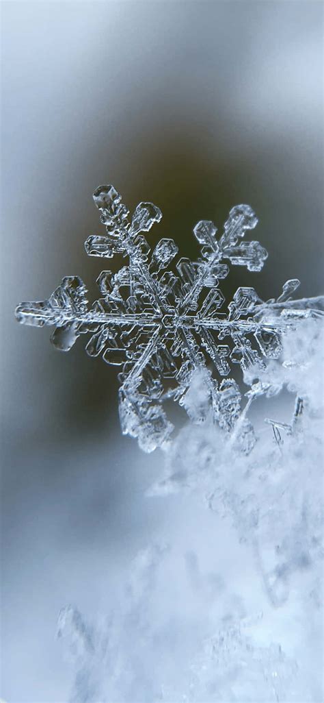 Download Winter Aesthetic Phone Ice Snowflake Wallpaper | Wallpapers.com