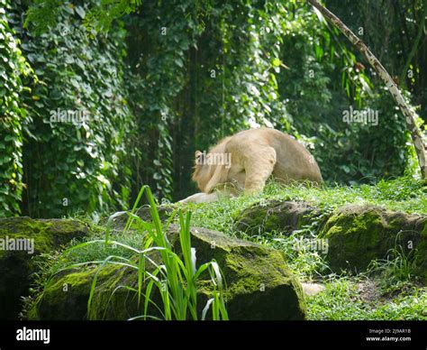 African lion in conservation park hi-res stock photography and images - Alamy