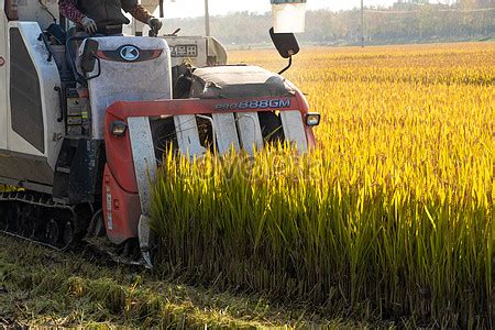 Harvesting Rice Field Harvesting Picture And HD Photos | Free Download On Lovepik