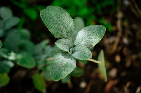 Sage - Plant Propagation