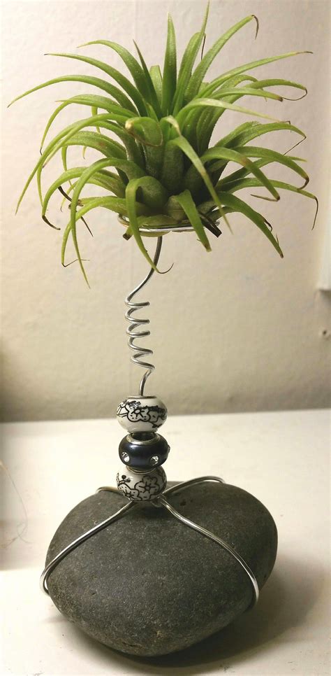 Best Amazing Air Plant Display Ideas 9 | Air plants decor, Plant display ideas, Air plants