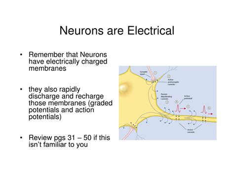 PPT - Electrophysiology PowerPoint Presentation, free download - ID:7039463