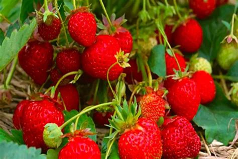 Strawberry Gardens: A Captivating Photo Gallery