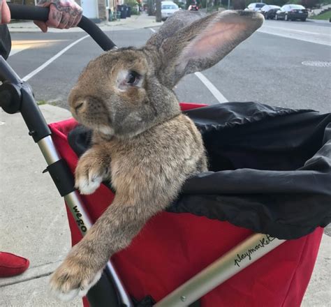 continental giant rabbit for sale canada - Be A Terrific Memoir Picture ...