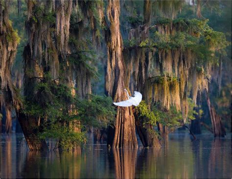 Louisiana Swamp Wallpaper - WallpaperSafari