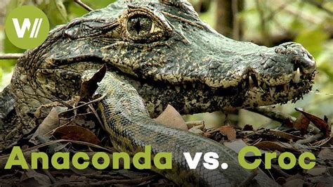 Crocodile Vs Anaconda Fight