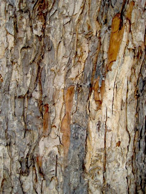 Acacia Tree Bark Free Photo Download | FreeImages