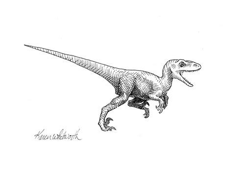 Velociraptor Dinosaur Drawing by Karen Whitworth by KarenWhitworth on DeviantArt