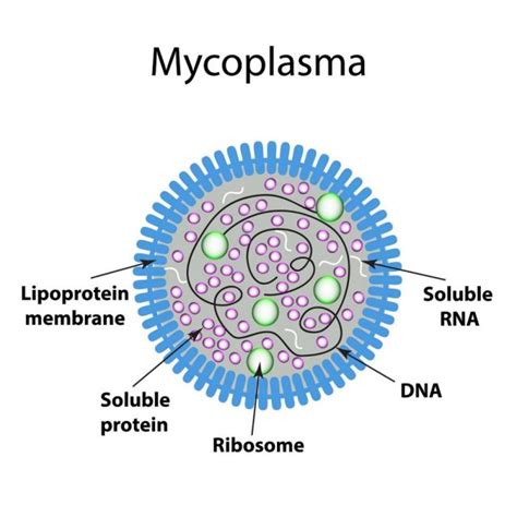 Mycoplasma Symptoms, Carriers, Types, Treatment, Prevention | STD.GOV Blog