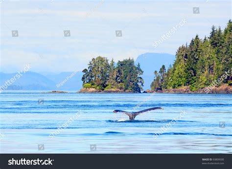 4,699 Vancouver island wildlife Images, Stock Photos & Vectors ...