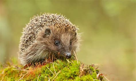 Hedgehogs have not hibernated this winter because of mild weather | Daily Mail Online