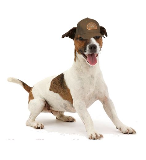 a brown and white dog wearing a hat