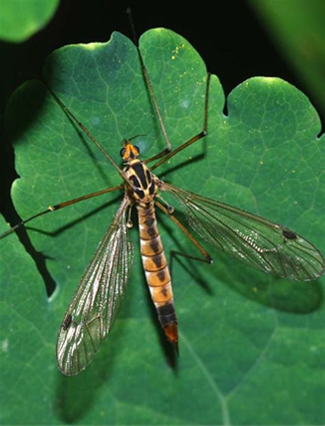 Crane Fly - Pahl's Market