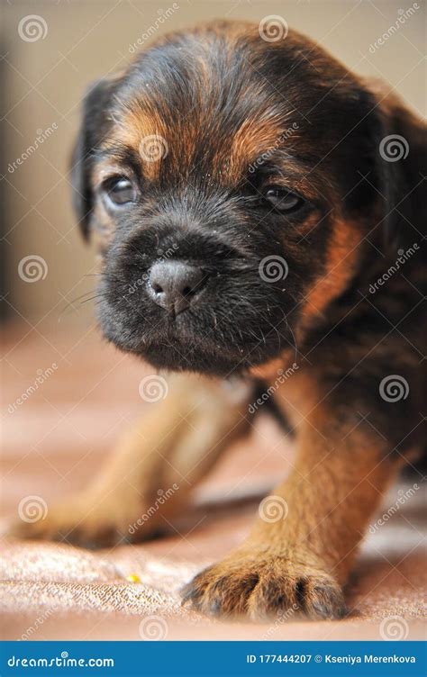 Cute Puppies Portrait of a Jagdterrier Stock Image - Image of rare ...