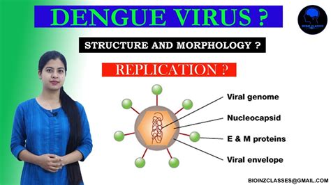 Morphology , Structure and Replication of Dengue virus || BIOINZ ...