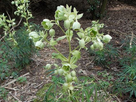 Stinking Hellebore Helleborus foetidus - BRITISH NATURE GUIDE