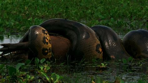 Anaconda Vs Crocodile Fight To Death - Anaconda Gallery