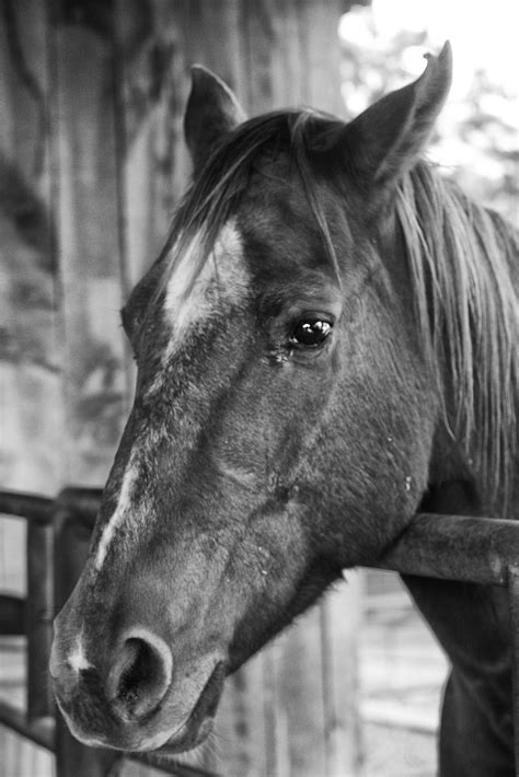 Free Images : black and white, stallion, mane, bridle, bw, head, vertebrate, mare, pack animal ...