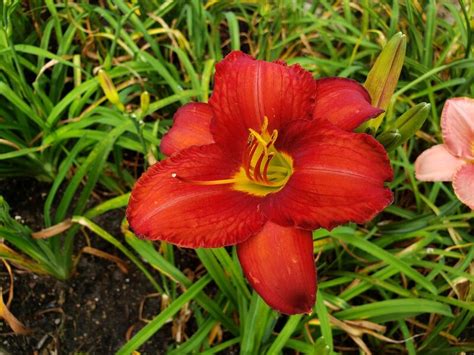 Red Daylilies