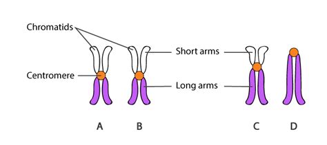 Explore the Differences between Centromere and Telomere