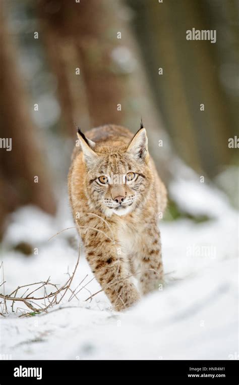 Eurasian lynx cub walking on snow in forest. Freeze cold season Stock ...