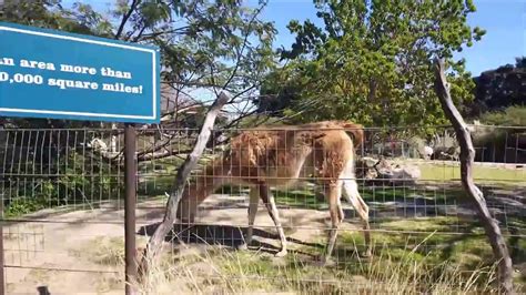 Santa Ana Zoo Train 2016 - YouTube