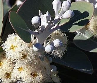 Eucalyptus pleurocarpa - Tetragona Silver seed x200 - Ole Lantana's ...